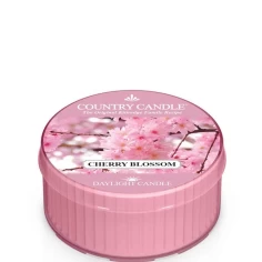 Cherry Blossom - Daylight