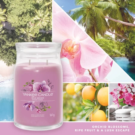 Wild Orchid - Bote Grande