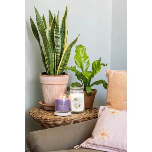 Sweet Vanilla Horchata - Bote Grande 567 g.