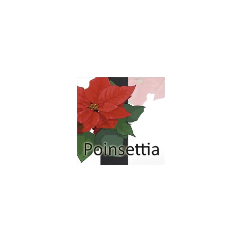 Poinsettia - On the car