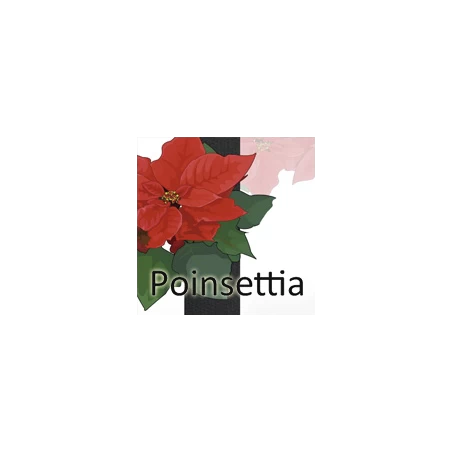 Poinsettia - On the car