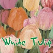 Boles d'olor White Tulip