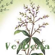 Verbena