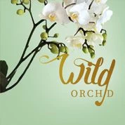 Wild Orchid